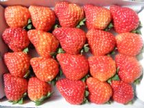 水果产地批发网免费网店代理_淘宝水果产地批