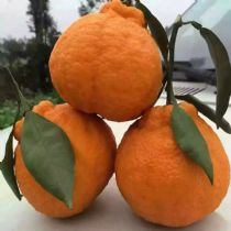 微信食品代理货源网_微商微店厂家一手食品货