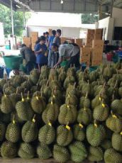 泰国榴莲产地代理一件代发_淘宝进口食品代理