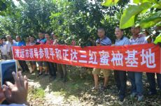 重庆这家三红蜜柚苗可正宗啦!三红柚苗价格还