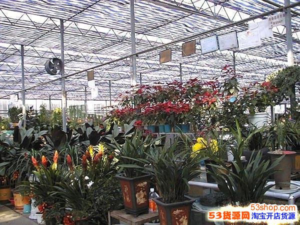 盘点全国各地比较知名的花卉批发市场有哪些?