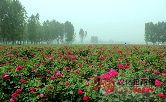 2015种植什么作物赚钱?在农村种什么最赚钱?