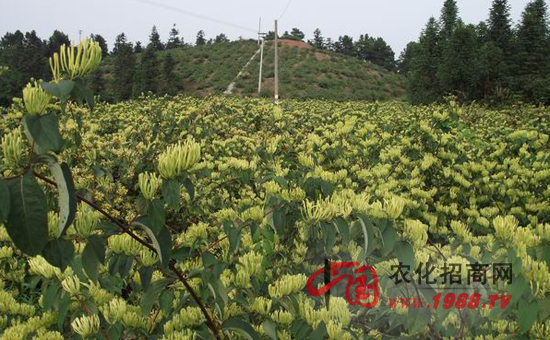 2015种植什么作物赚钱?在农村种什么最赚钱?