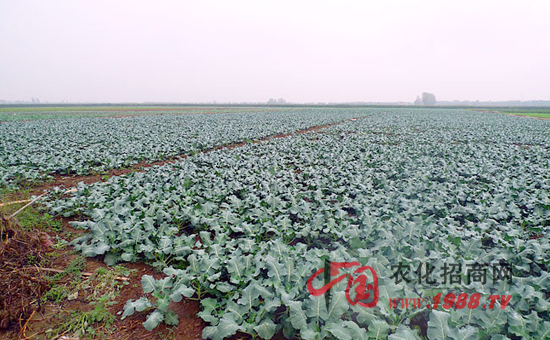 2015种植什么作物赚钱?在农村种什么最赚钱?