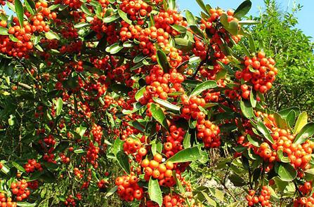 2015种植什么作物赚钱?在农村种什么最赚钱?