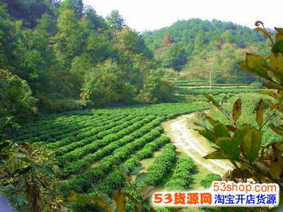 绿色有机食品的发展前景如何?未来发展趋势怎