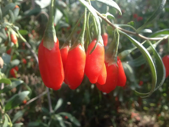 一件代发零风险正宗西北特产枸杞,免费诚招全