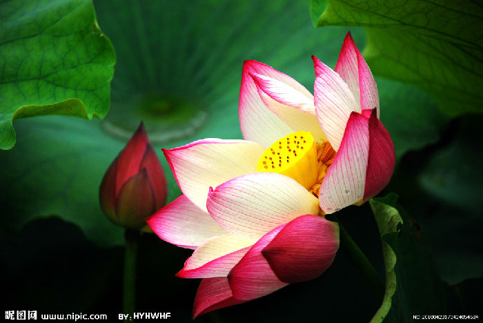 适合中年妇女的微信网名大全 唯美古典端庄的