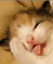 ⺣繺̳