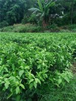 ���ƺõ�ɳ�ǽ���۸���� �����м۸���˵�ɳ�ǽ������