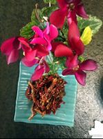 ̷��ү��ôע�᣿����������