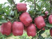 水果批发新手如何进货,揭秘做水果批发商生意