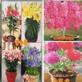 ������ľ���� ��Ʒ����Ʒ���ƹ����� ������ֲ���Դ