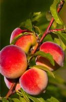 微信进口水果进货渠道怎么找,揭秘水果一手货源哪里来