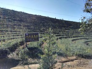 仙土茶业代理全国免费加盟茶叶一件代发原产地茶叶