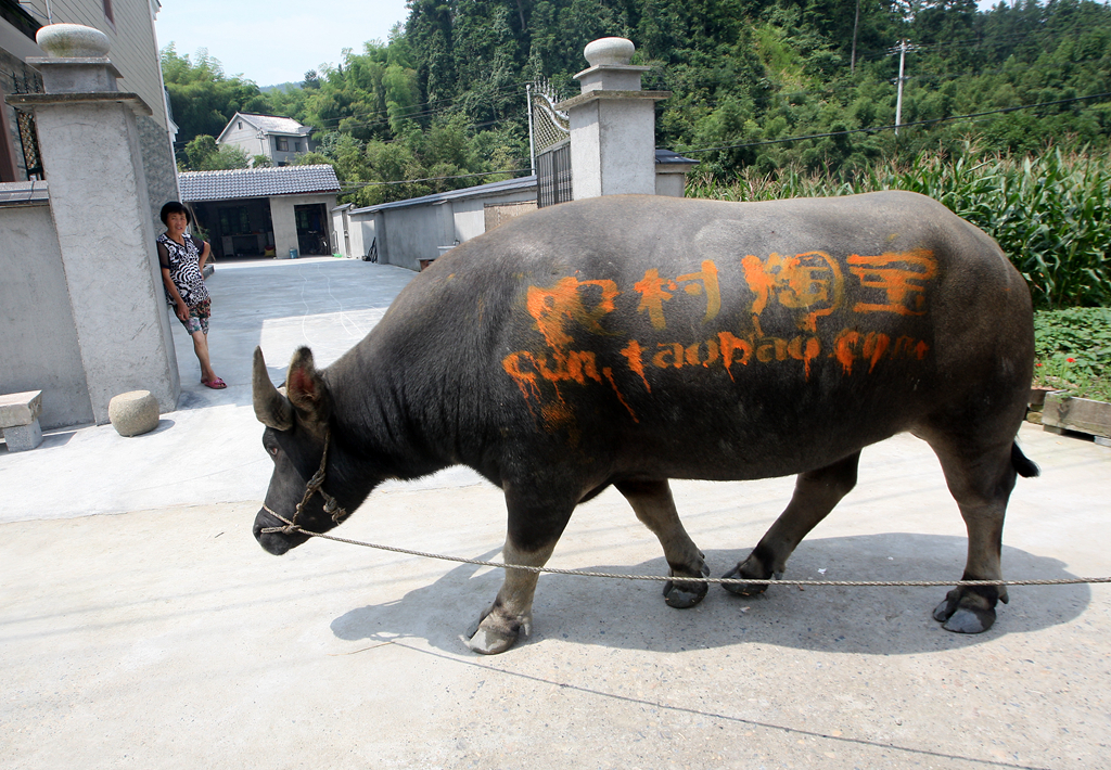 2000多斤的大水牛上刷了"农村淘宝就是牛"做宣传